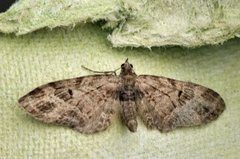 Strekdvergmåler (Eupithecia exiguata)