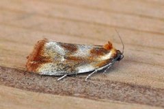 Brassy Tortrix (Eulia ministrana)