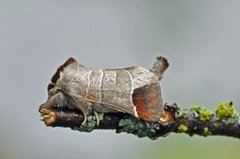 Rødflekkstjertspinner (Clostera curtula)