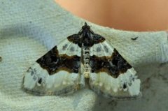 Purple Bar (Cosmorhoe ocellata)