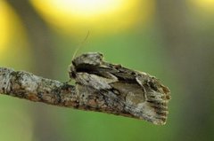 Raggfly (Hyppa rectilinea)