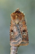 Small Square-spot (Diarsia rubi)