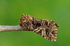 Fiolett nellikfly (Sideridis rivularis)