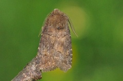 Skyggefly (Rusina ferruginea)