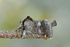 Small Chocolate-tip (Clostera pigra)