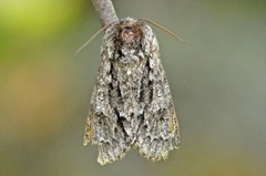 Broket kveldfly (Acronicta auricoma)