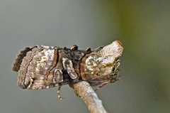 Grått neslefly (Abrostola tripartita)