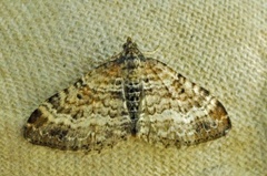 Red Twin-spot Carpet (Xanthorhoe spadicearia)