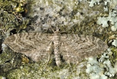 Vinkeldvergmåler (Eupithecia vulgata)