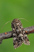 Brunt nellikfly (Hadena perplexa)