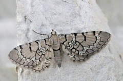 Marmordvergmåler (Eupithecia venosata)