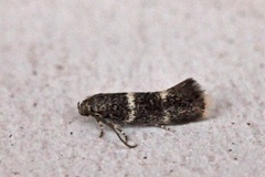 Elachista pullicomella