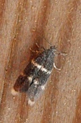 Elachista pullicomella