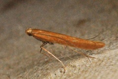 Caloptilia betulicola/elongella