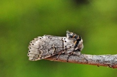 Sallow Kitten (Furcula furcula)
