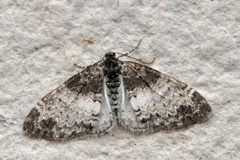 The Seraphim (Lobophora halterata)
