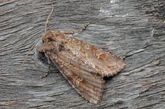 Pale Shining Brown (Polia bombycina)