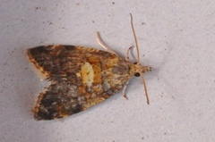 Yellow-spot Tortrix (Pseudargyrotoza conwagana)