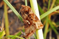 Gyllenbrunt metallfly (Autographa macrogamma)