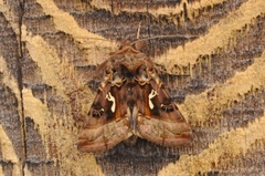 Gyllenbrunt metallfly (Autographa macrogamma)