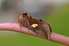 Storflekket metallfly (Autographa bractea)