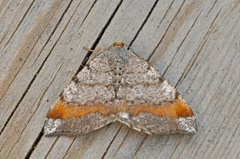 Tawny-barred Angle (Macaria liturata)