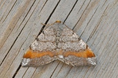 Furubuemåler (Macaria liturata)