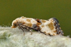 Marbled Conch (Eupoecilia angustana)