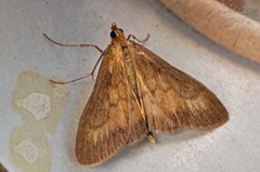 Bordered Pearl (Paratalanta pandalis)