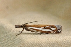 Scarce Grass-veneer (Crambus pratella)