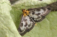 Small Magpie (Anania hortulata)