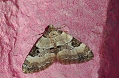 Pretty Pinion (Perizoma blandiata)