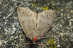 Punkthalvspinner (Ochropacha duplaris)