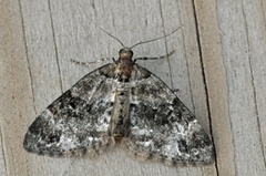Barred Carpet (Martania taeniata)