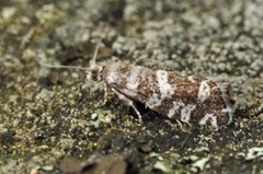 Stripet grankveldvikler (Epinotia tedella)