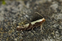 Apple Fruit Moth (Argyresthia conjugella)
