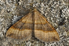 Brun bakkemåler (Scotopteryx chenopodiata)