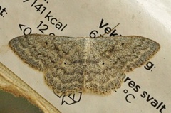 Cream Wave (Scopula incanata)