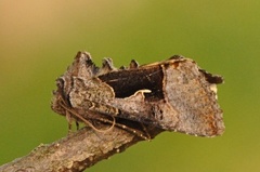 Fjellmetallfly (Syngrapha diasema)