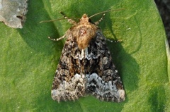 Marbled Minor (Oligia strigilis)