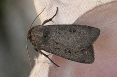 Double Dart (Graphiphora augur)
