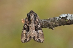 Slåttengfly (Apamea remissa)