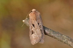 Heart and Dart (Agrotis exclamationis)