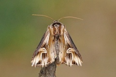 Purple Cloud (Actinotia polyodon)