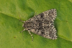 Ospekveldfly (Acronicta megacephala)