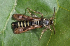Raspberry Clearwing (Pennisetia hylaeiformis)