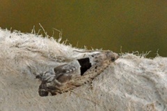 Small Birch Bell (Epinotia ramella)