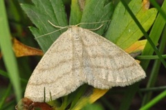 Smoky Wave (Scopula ternata)