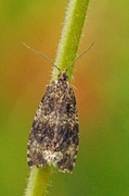 Common Marble (Celypha lacunana)