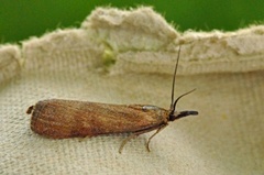 Bakkesmalmott (Hypochalcia ahenella)